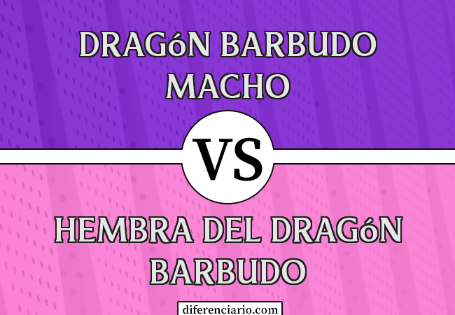 Diferencia entre dragón barbudo macho y dragón barbudo hembra
