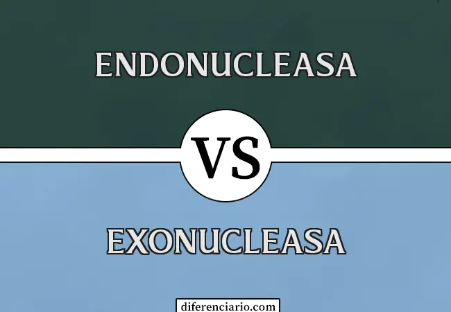 Diferencia entre Endonucleasa y Exonucleasa