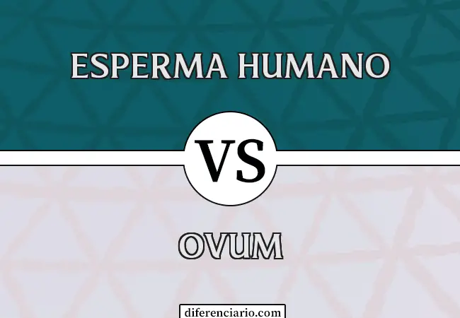 Diferencia entre esperma humano y óvulo