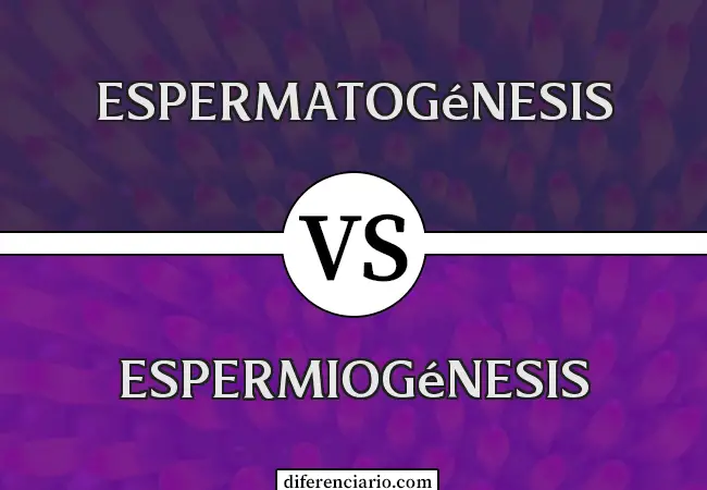 Diferencia entre espermatogénesis y espermiogénesis