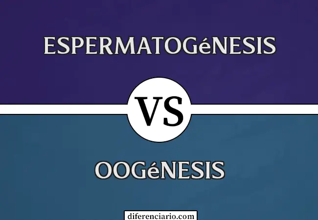 Diferencia entre espermatogénesis y oogénesis