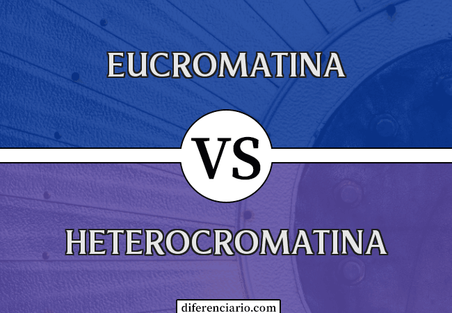 Diferencia entre eucromatina y heterocromatina