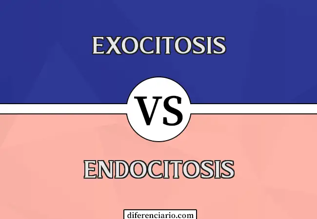 Diferencia entre exocitosis y endocitosis