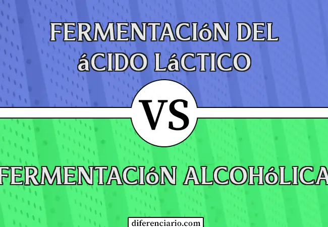 Diferencia entre fermentación láctica y fermentación alcohólica