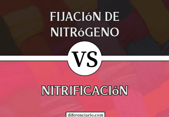 Diferencia entre fijación de nitrógeno y nitrificación