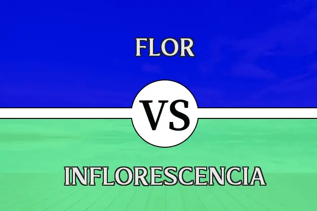 Diferencia entre flor e inflorescencia