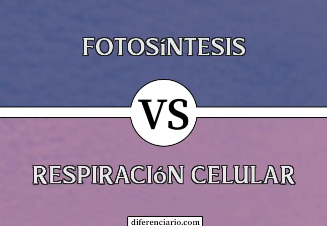 Diferencia entre fotosíntesis y respiración celular