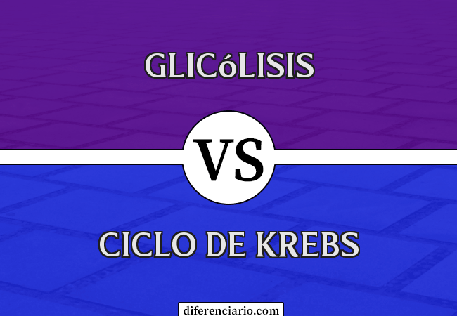 Diferencia entre glucólisis y ciclo de Krebs