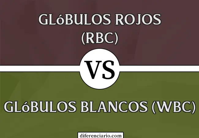 Diferencia entre glóbulos rojos (RBC) y glóbulos blancos (WBC)