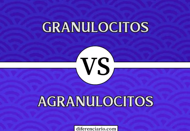 Diferencia entre granulocitos y agranulocitos