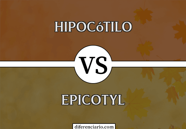Diferencia entre Hipocótilo y Epicótilo