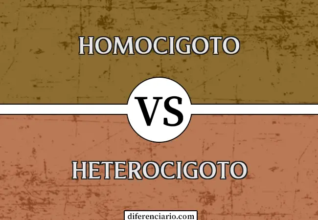 Diferencia entre homocigoto y heterocigoto