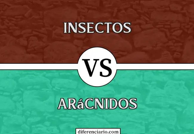 Diferencia entre Insectos y Arácnidos
