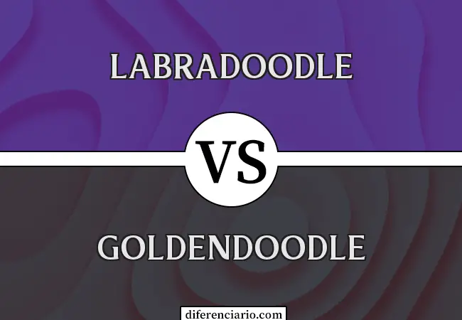 Diferencia entre Labradoodle y Goldendoodle