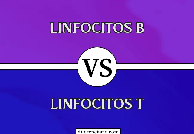 Diferencia entre linfocitos B y linfocitos T