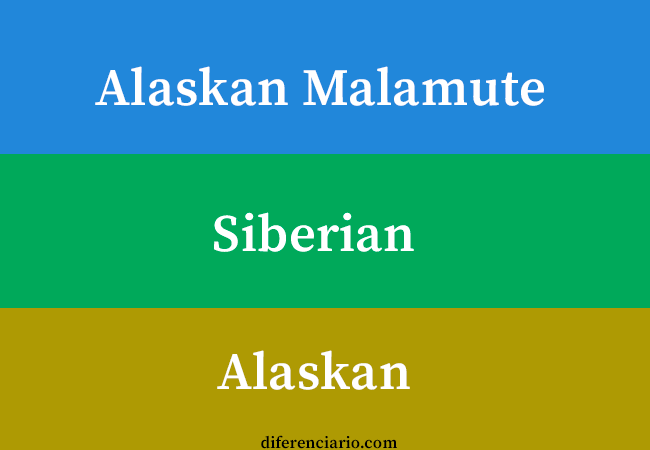 Diferencia entre Alaskan Malamute, Siberian y Alaskan Husky
