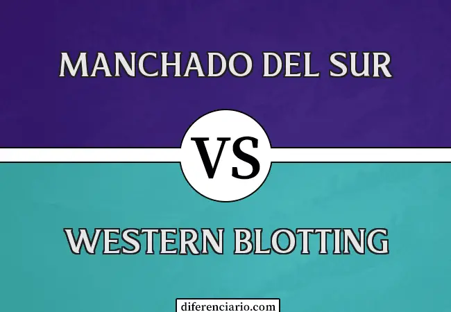 Diferencia entre Southern Blotting y Western Blotting