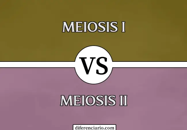 Diferencia entre Meiosis I y Meiosis II