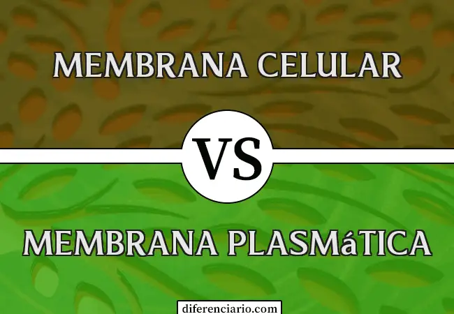 Diferencia entre Membrana Celular y Membrana Plasmática