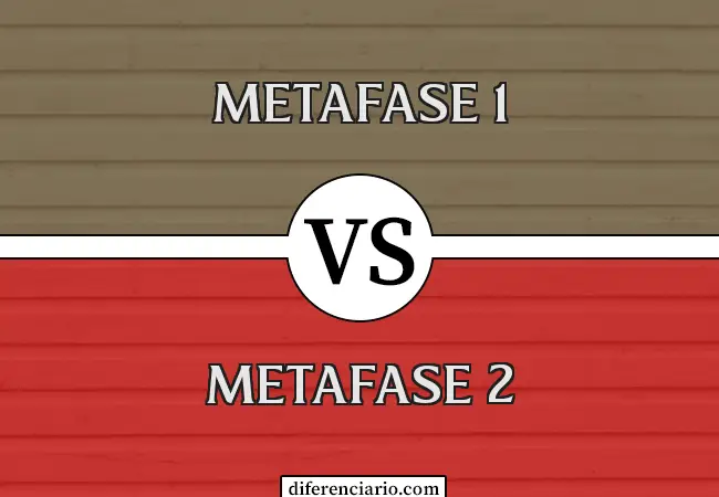 Diferencia entre Metafase 1 y Metafase 2