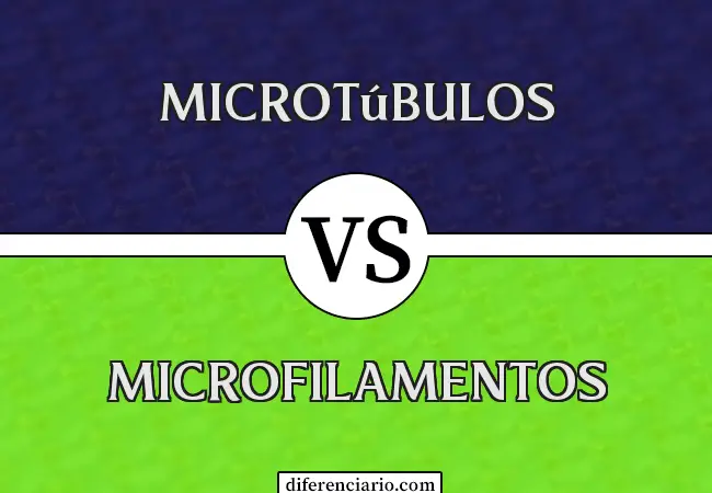 Diferencia entre microtúbulos y microfilamentos