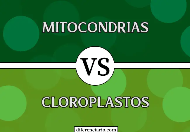 Diferencia entre mitocondria y cloroplasto