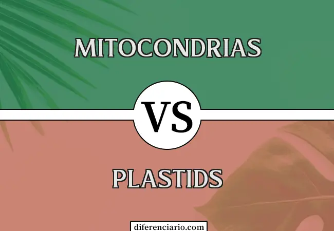Diferencia entre mitocondrias y plastos