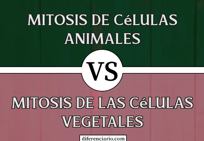 Diferencia entre la mitosis de las células animales y la mitosis de las células vegetales