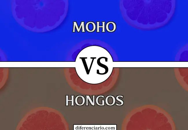 Moho y Hongos