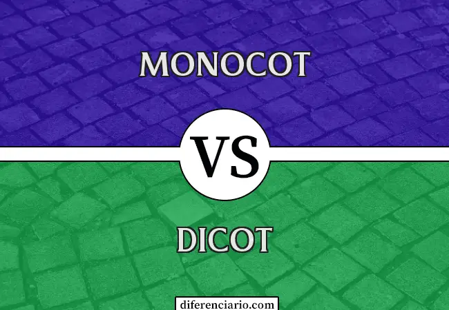 Diferencia entre monocotiledónea y dicotiledónea