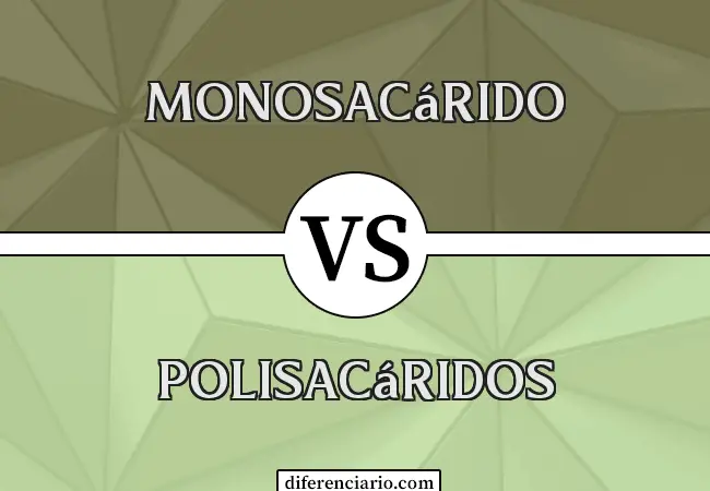 Diferencia entre monosacárido y polisacárido