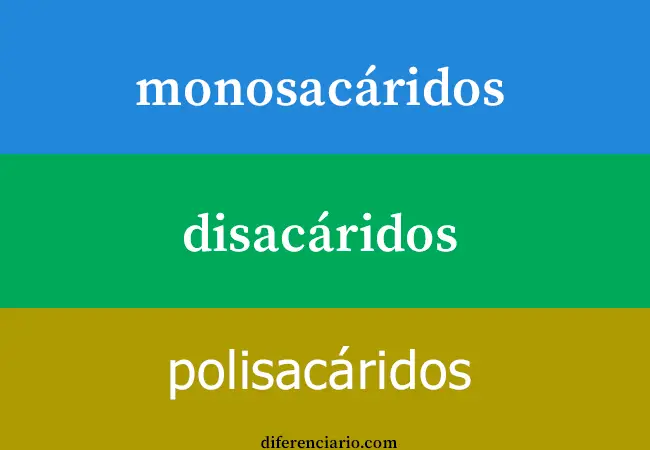 Diferencia entre monosacáridos,  disacáridos y polisacáridos