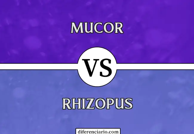 Diferencia entre Mucor y Rhizopus