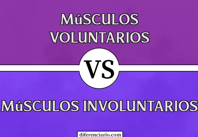 Diferencia entre Músculos Voluntarios y Músculos Involuntarios