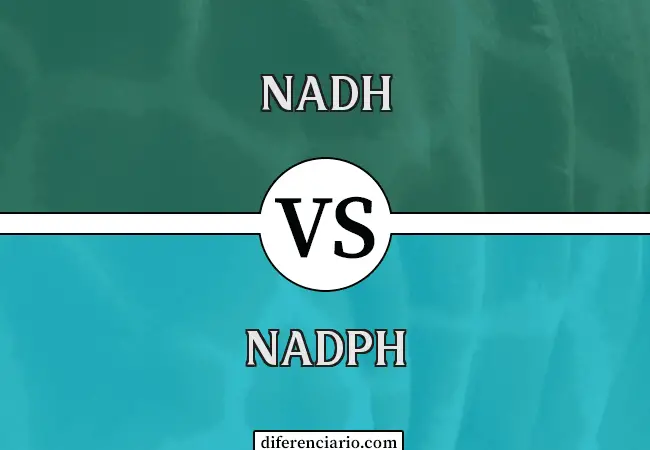 Diferencia entre NADH y NADPH