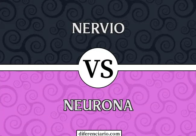 Diferencia entre Nervio y Neurona
