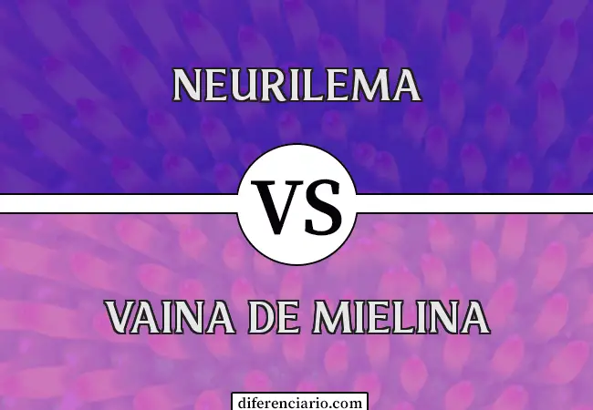 Diferencia entre neurilema y vaina de mielina