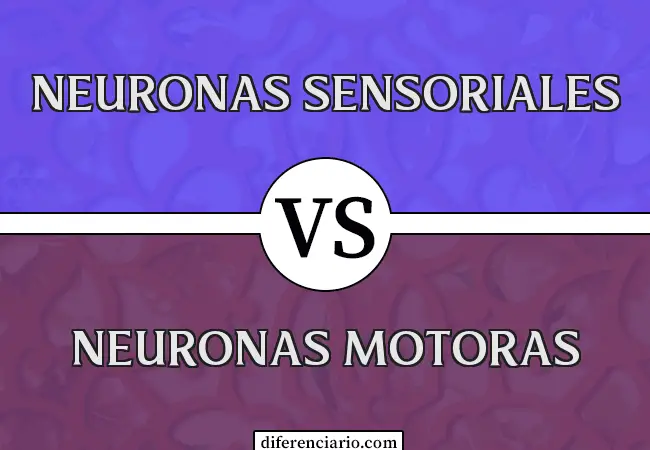 Diferencia entre Neuronas Sensoriales y Neuronas Motoras