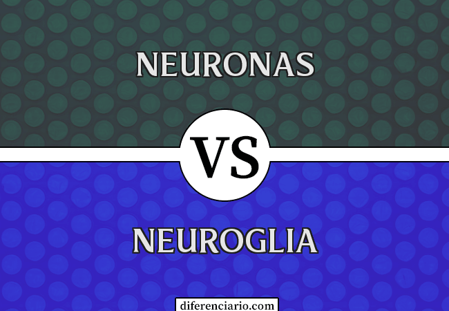 Diferencia entre neuronas y neuroglía