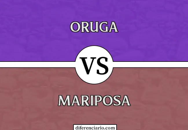 Diferencia entre Oruga y Mariposa
