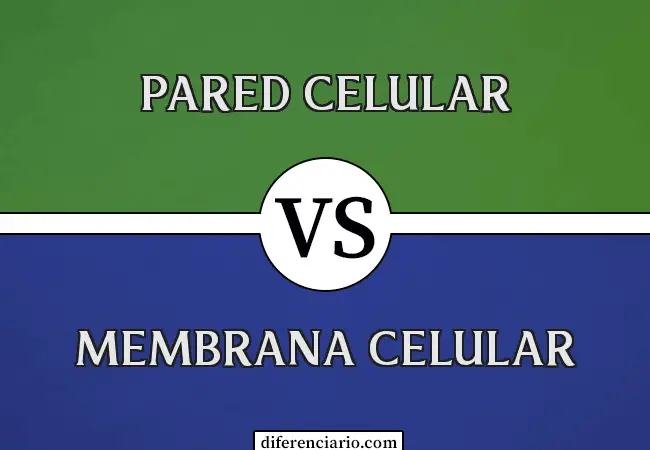 Diferencia entre pared celular y membrana celular
