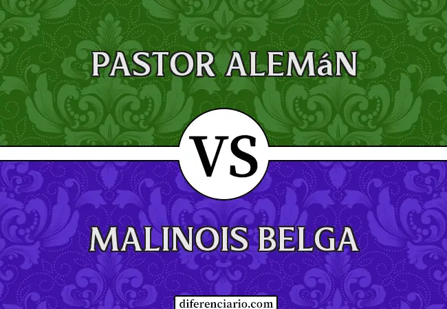 Diferencia entre pastor alemán y belga malinois