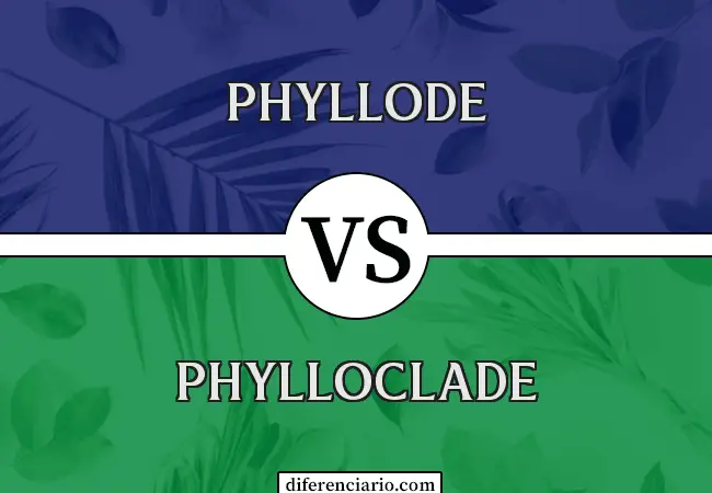 Diferencia entre Phyllode y Phylloclade