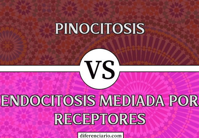 Diferencia entre pinocitosis y endocitosis mediada por receptores