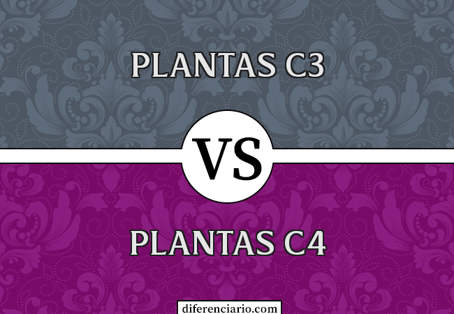 Diferencia entre plantas C3 y plantas C4