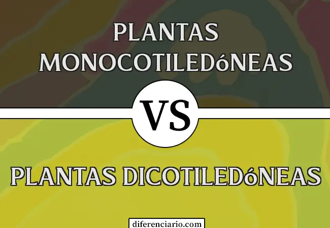 Diferencia entre plantas monocotiledóneas y plantas dicotiledóneas