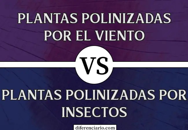 Diferencia entre plantas polinizadas por el viento y plantas polinizadas por insectos
