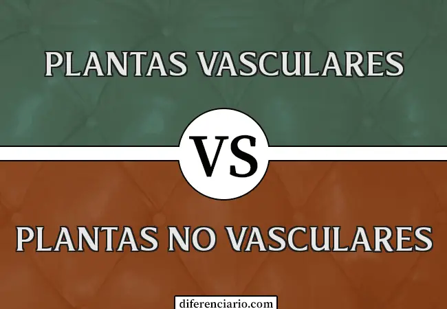 Diferencia entre plantas vasculares y plantas no vasculares