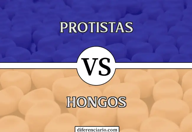 Diferencia entre protistas y hongos