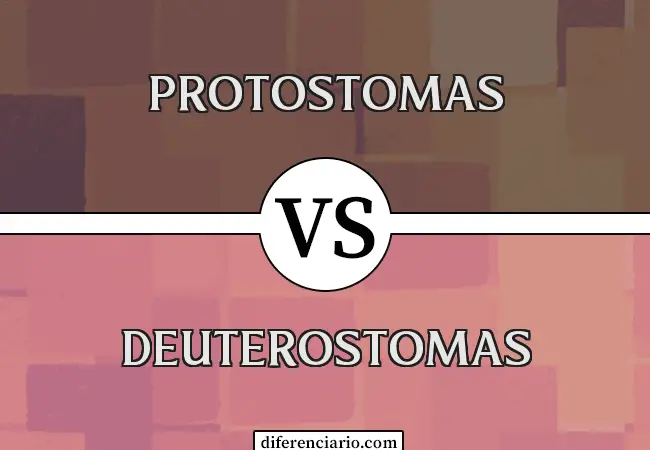 Diferencia entre Protostomas y Deuterostomas